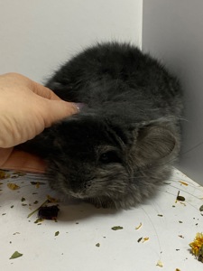 Шиншилла эбони темный