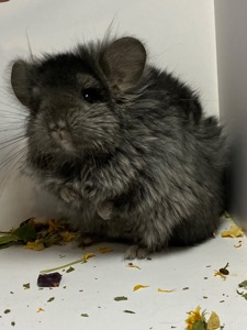 Шиншилла эбони темный