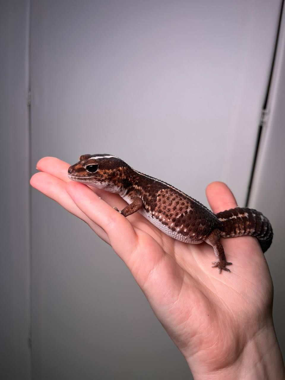 Геметиконікс і тераіум, африканський гекон, ручний домашній гекон, ручні ящірки для дитини