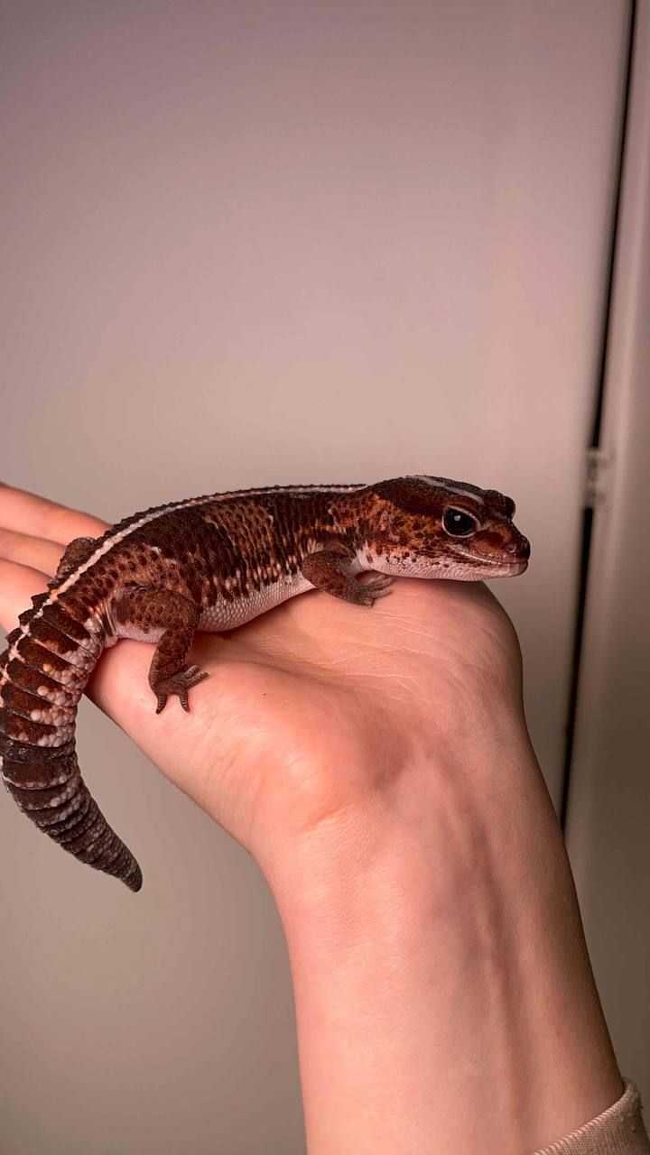 Геметиконікс і тераіум, африканський гекон, ручний домашній гекон, ручні ящірки для дитини