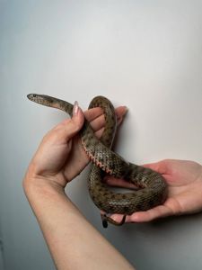 Водяний полоз, водяна змія, уж, жовтопузий вуж