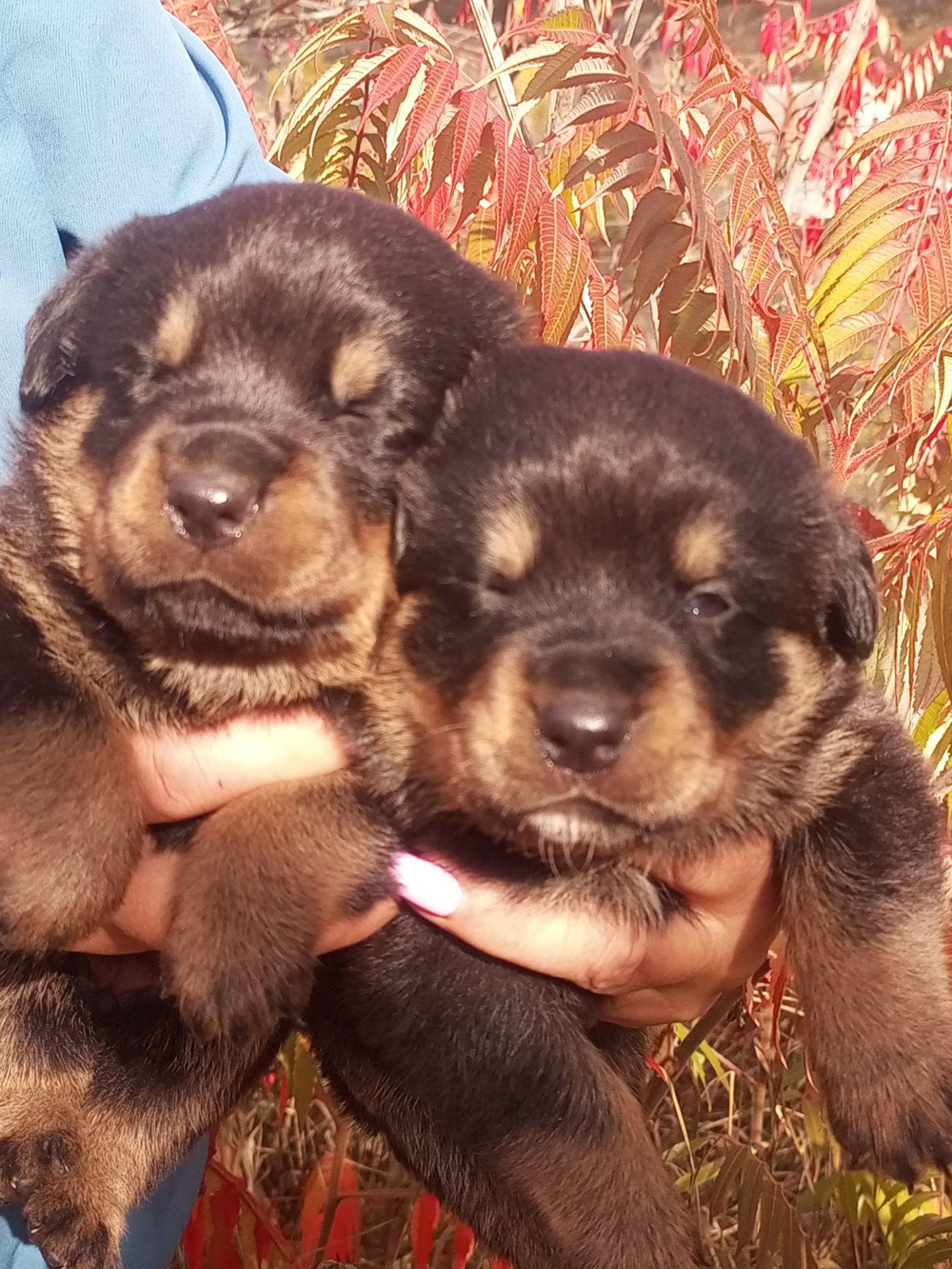 Щенки ротвейлера