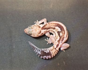 Hemitheconyx caudicinctus