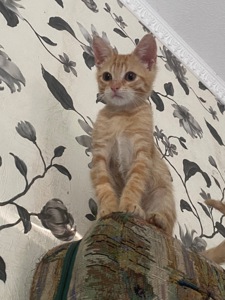 Кошеня