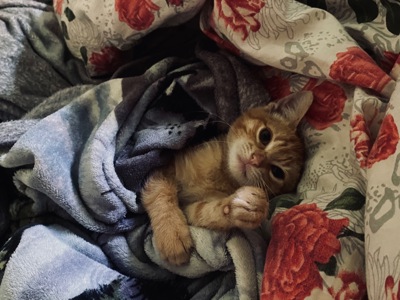 Кошеня