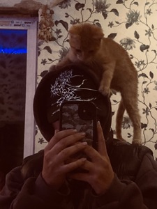 Кошеня