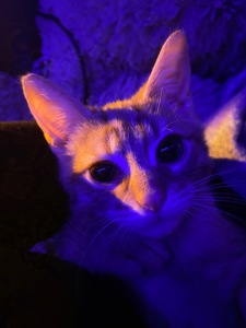 Кошеня