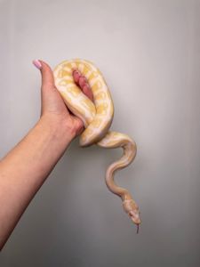 Королевский питон региус, разные морфы, спокойные ручные змеи,