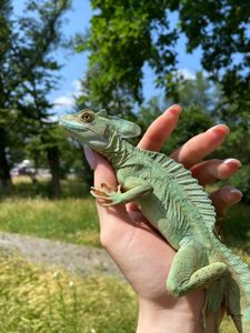 Василіск, зелений василіск, ящірка що бігає по воді, шоломоносний василіск