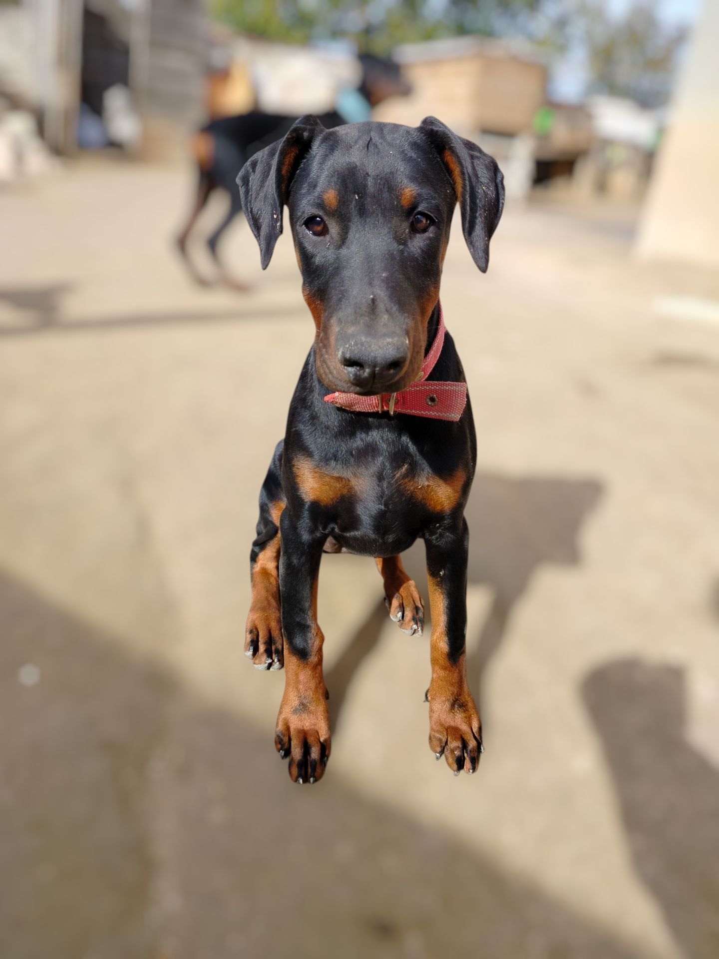 Цуценята добермана