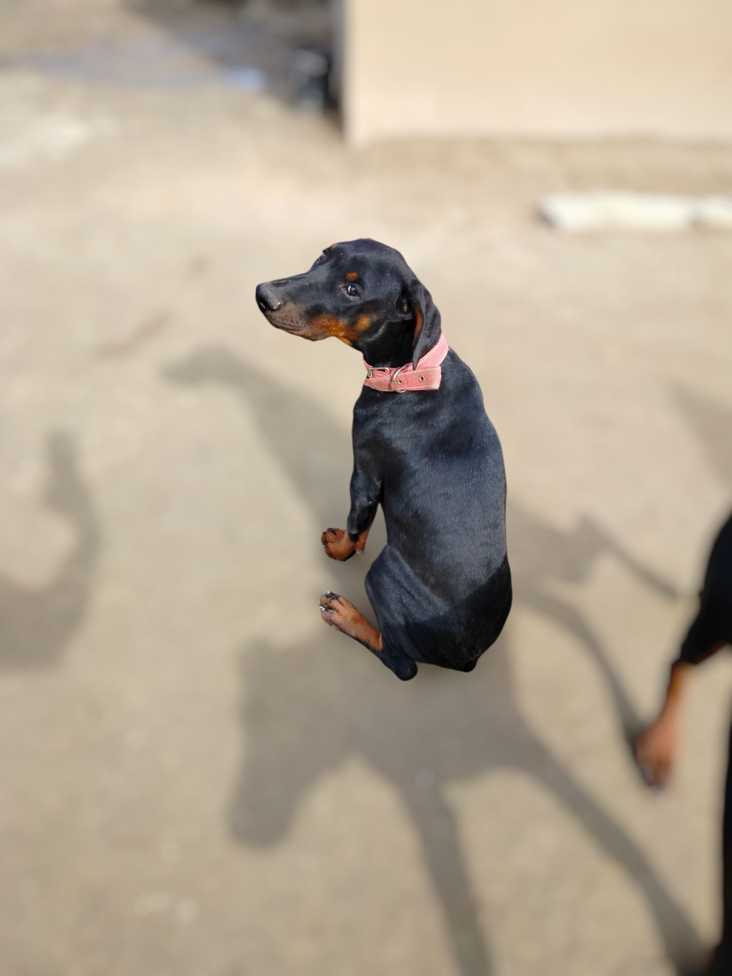 Цуценята добермана