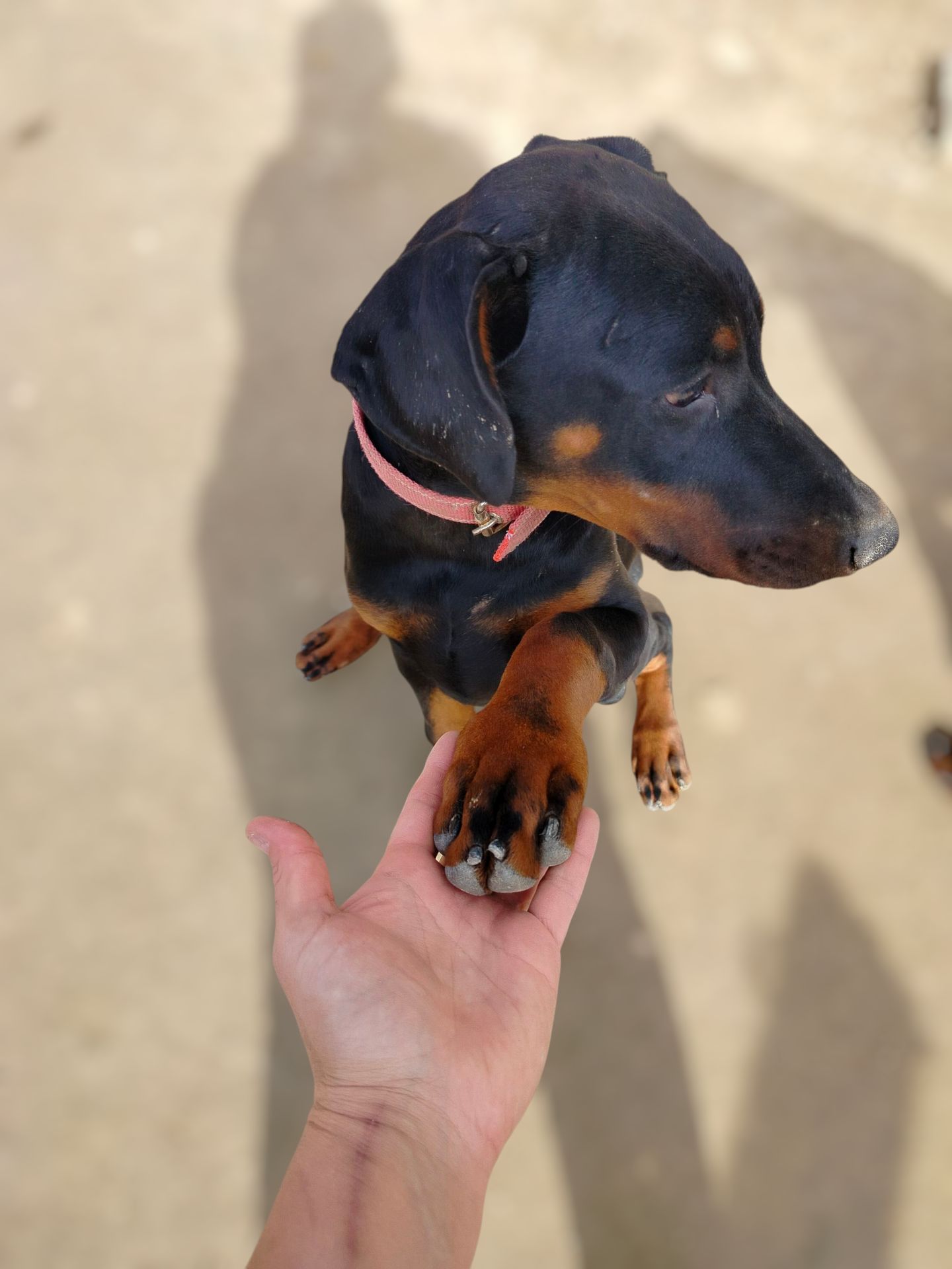 Цуценята добермана