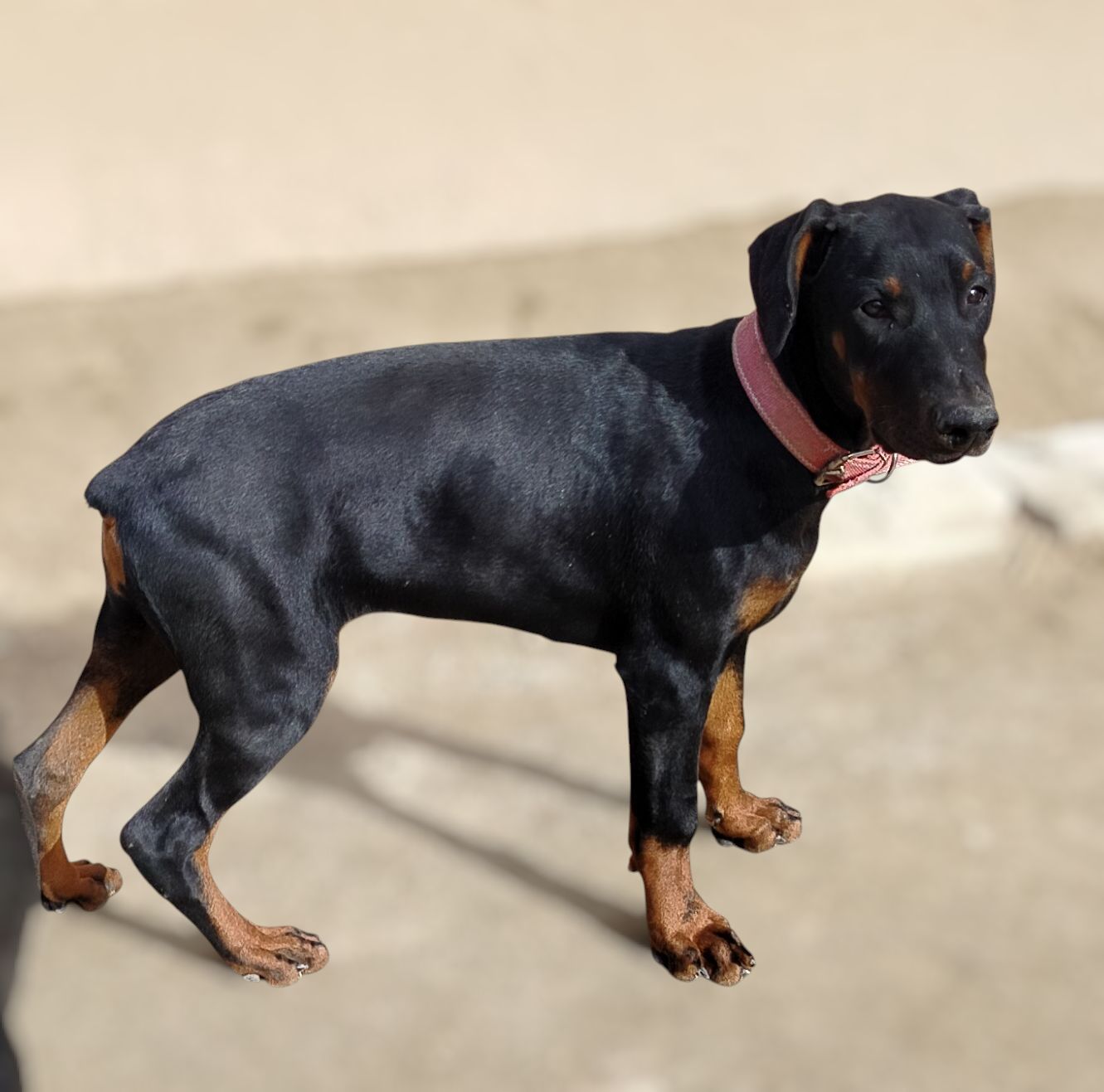 Цуценята добермана