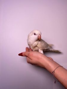 Каліта монах, ручний ченець папуг для сім'ї, викормиші ручні монахи зелені, лаймові, жовті та білі