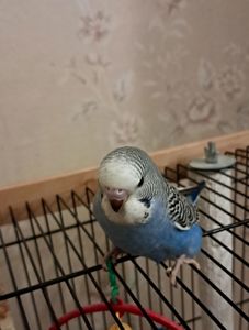 Продам волнистого попугая