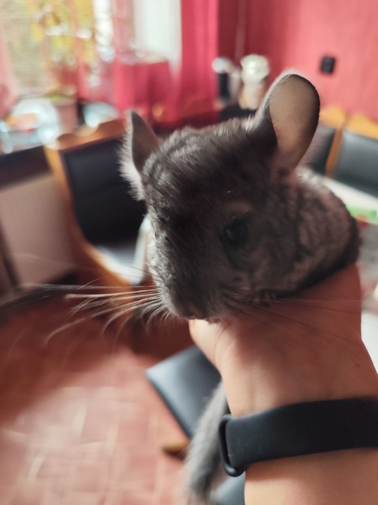 сіренький