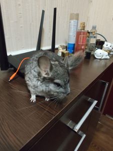 сіренький