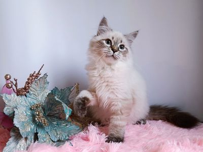 Дуже гарний клубний невський маскарадний хлопчик Altair