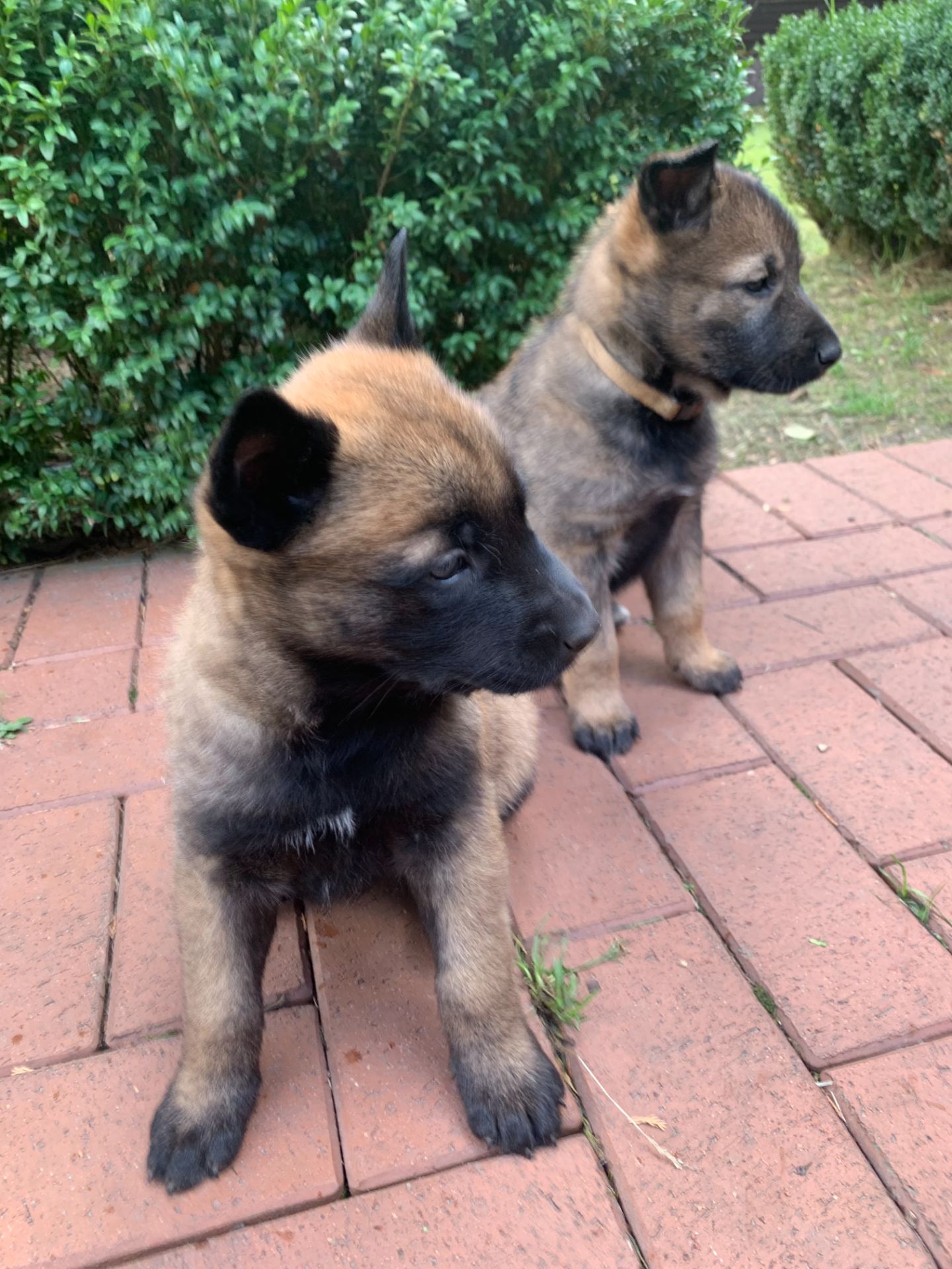 цуценята белгійська вівчарка(малінуа)