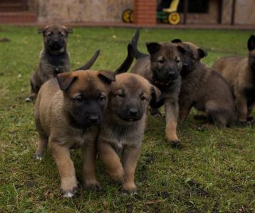 цуценята белгійська вівчарка(малінуа)