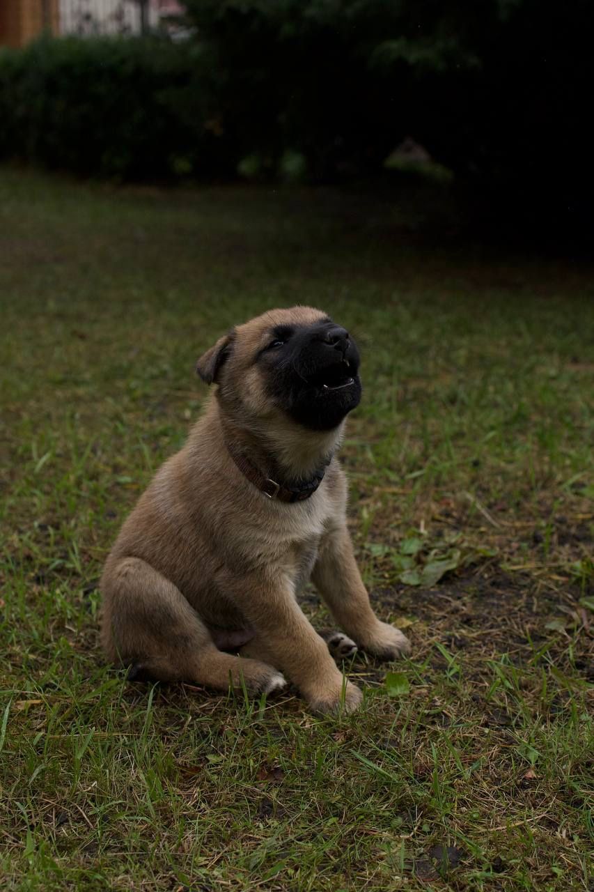 цуценята белгійська вівчарка(малінуа)
