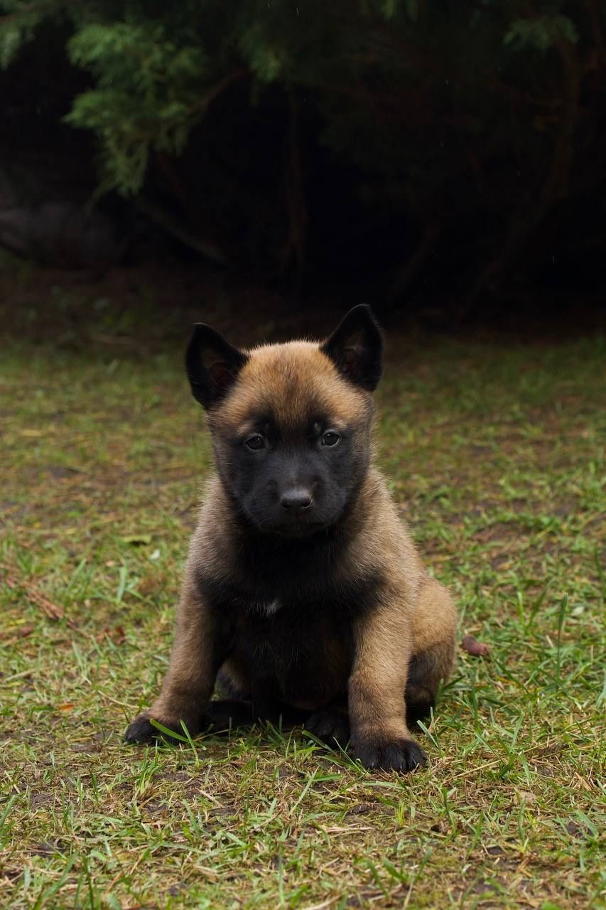 цуценята белгійська вівчарка(малінуа)