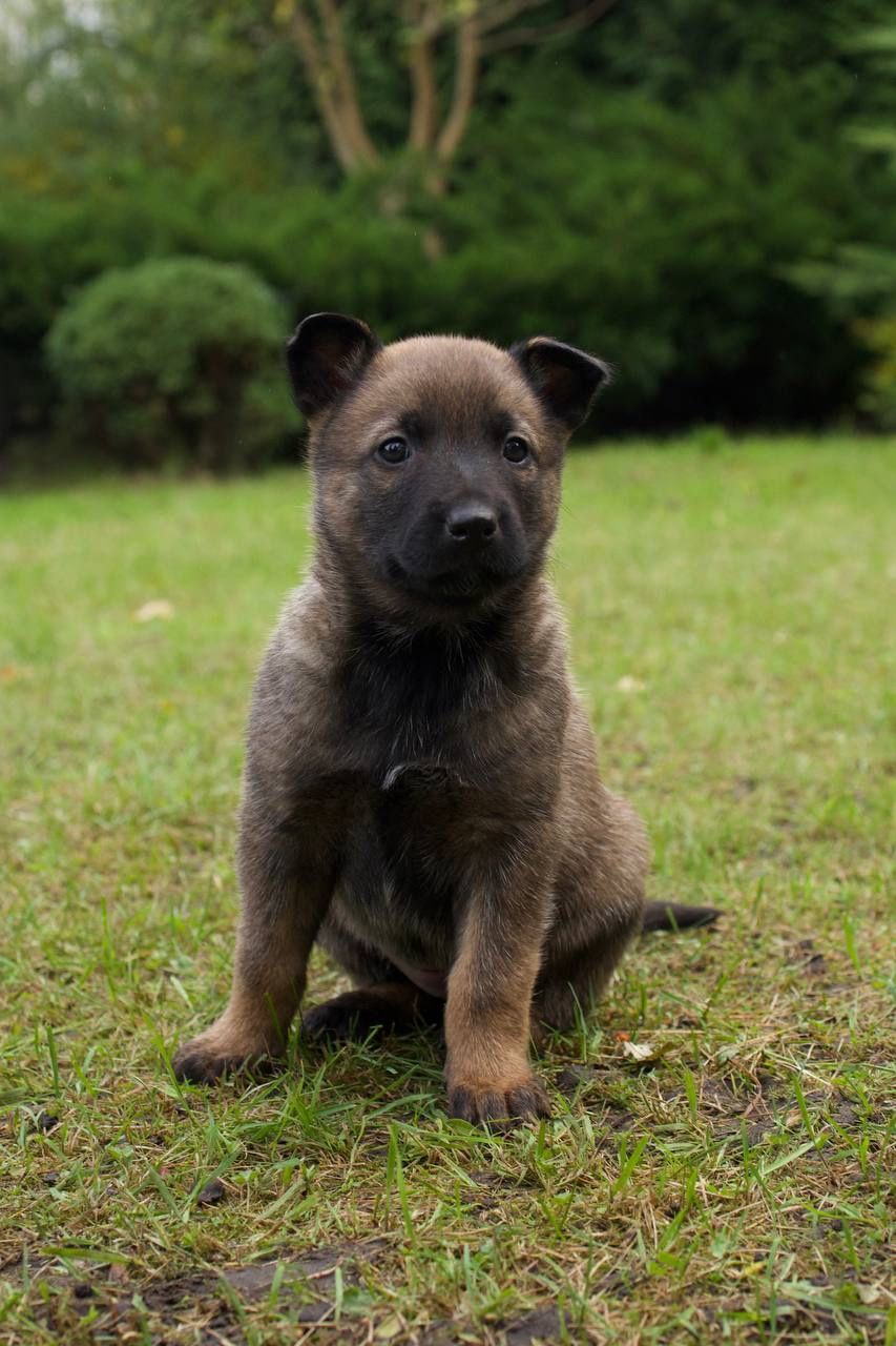 цуценята белгійська вівчарка(малінуа)