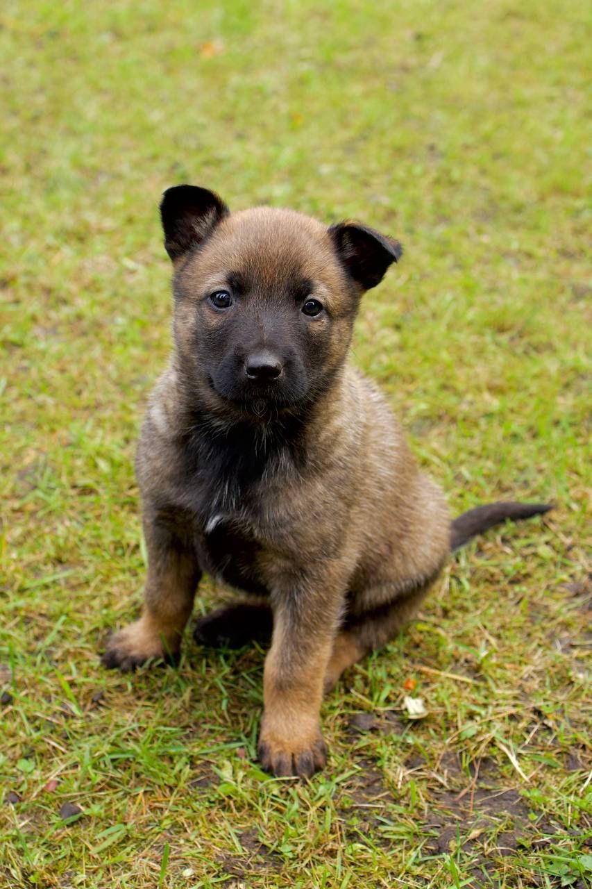 цуценята белгійська вівчарка(малінуа)