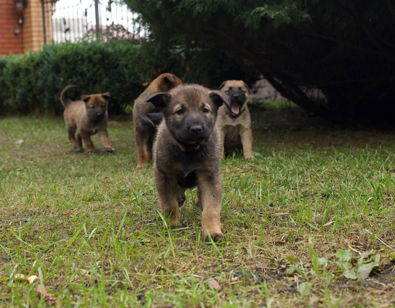цуценята белгійська вівчарка(малінуа)