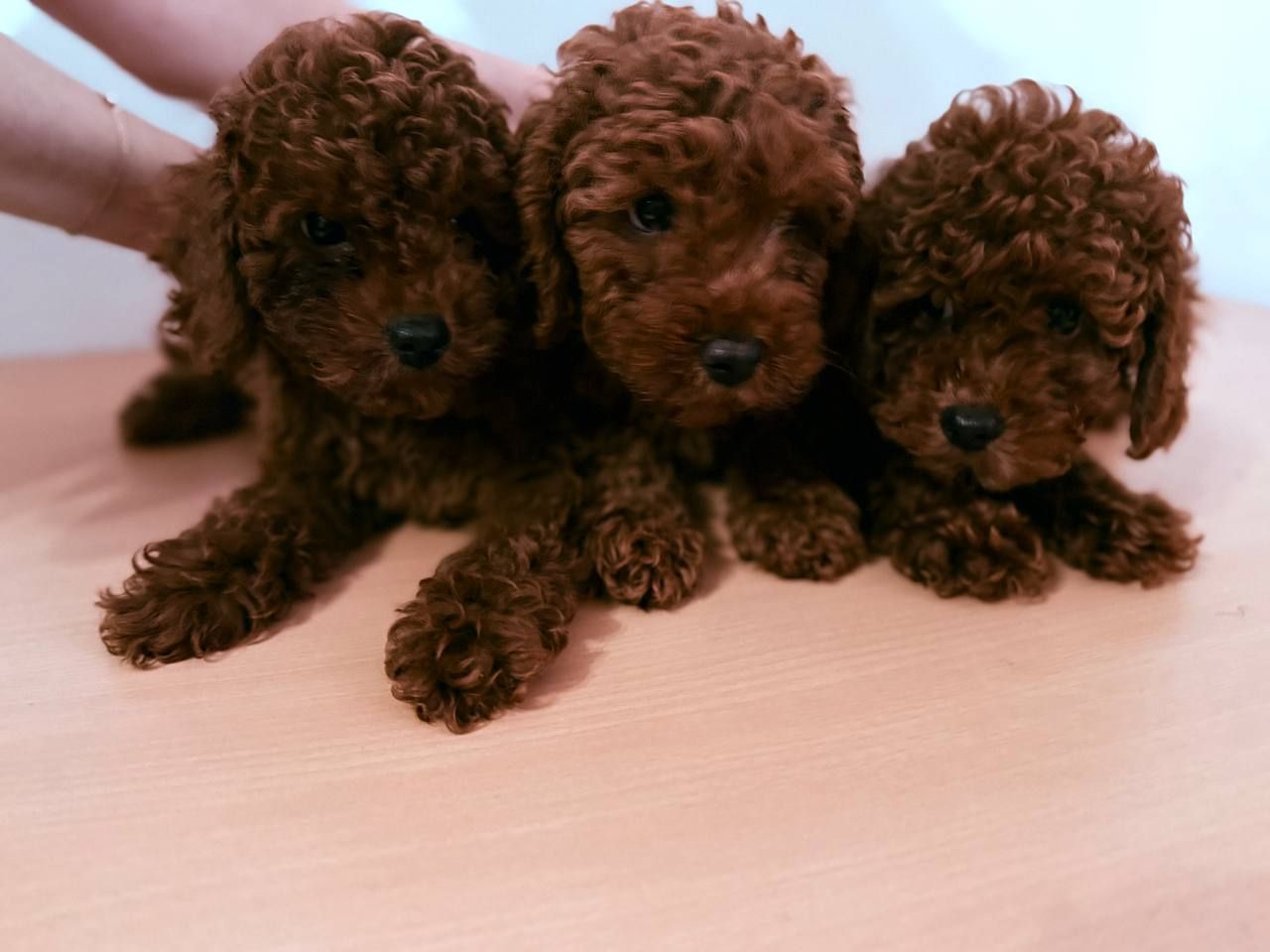 Щенок той пудель ред браун Китай