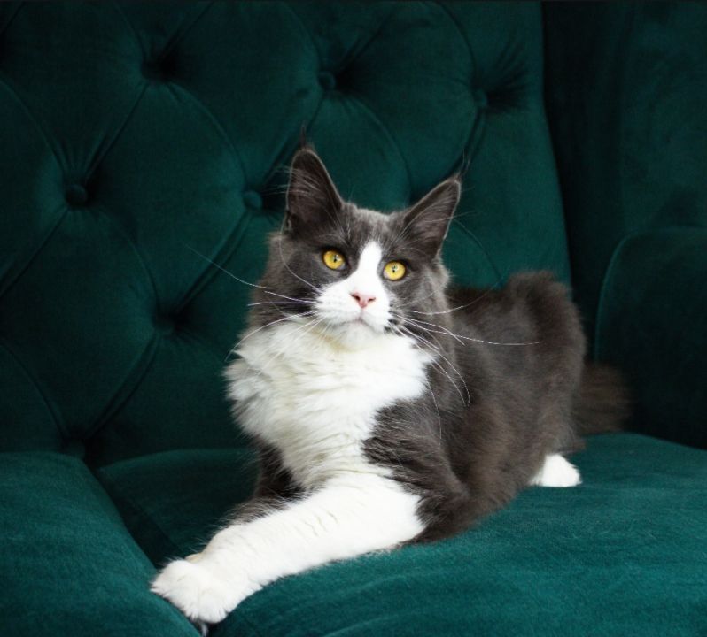 Кошеня мейн-кун з родословною