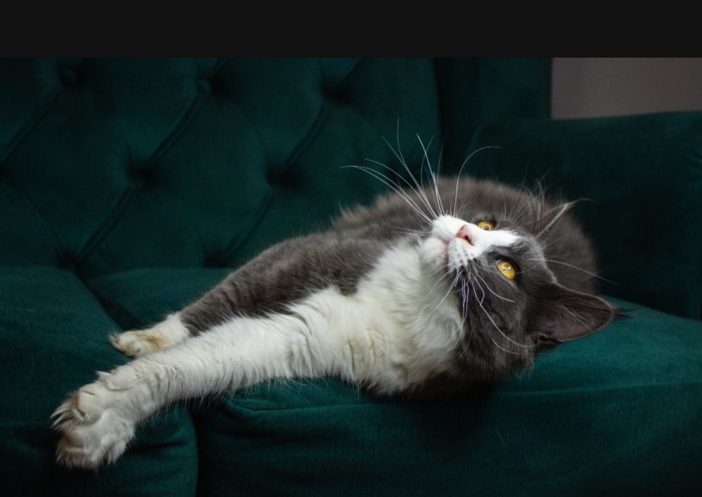 Кошеня мейн-кун з родословною