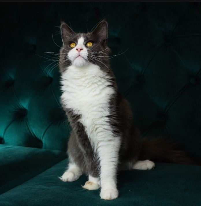 Кошеня мейн-кун з родословною