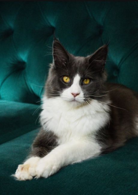 Кошеня мейн-кун з родословною