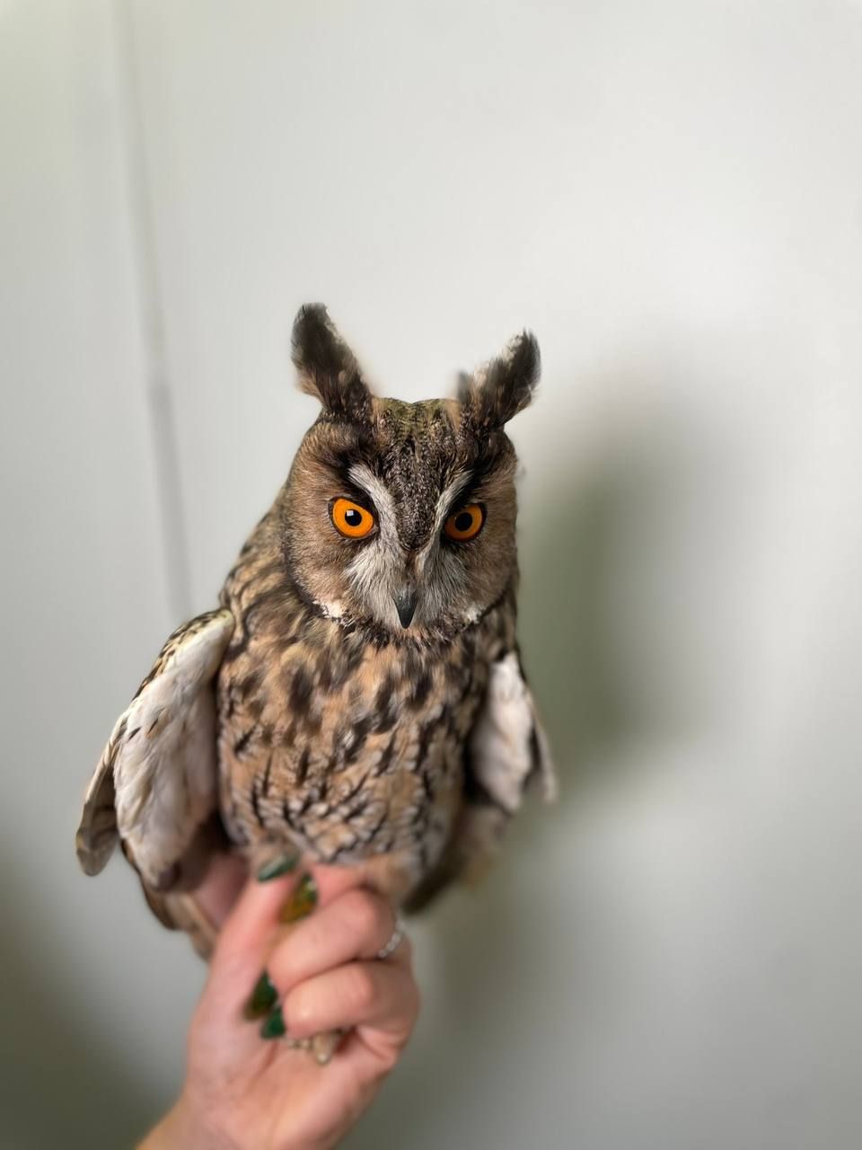 Вухата сова, совенята ручні, велика домашня сова, совеня декоративне