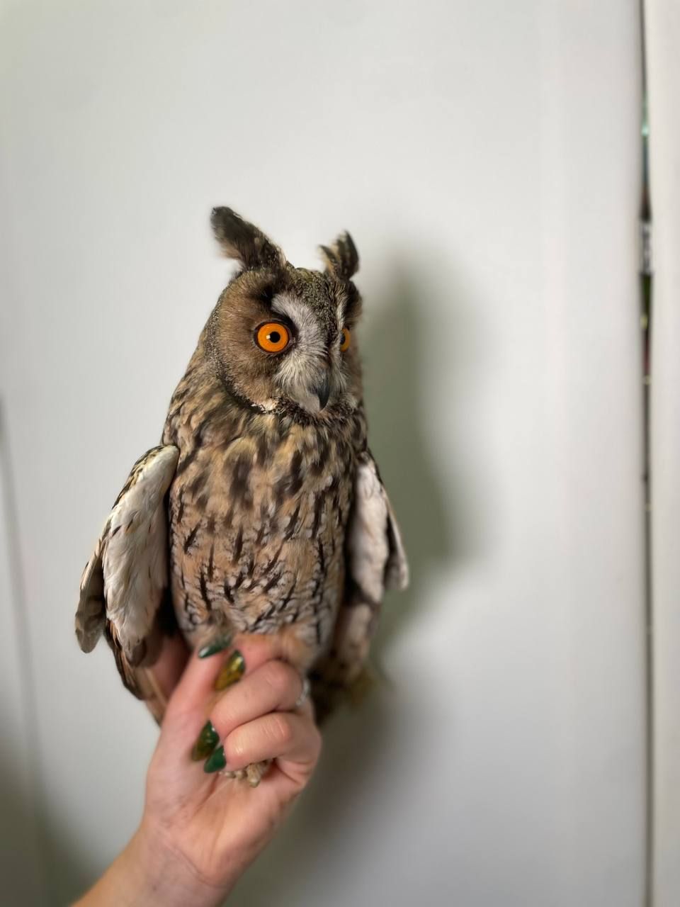 Вухата сова, ручні совенята, вушаста сова, ручна велика сова