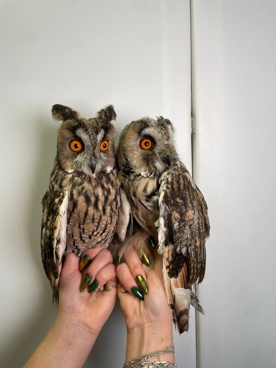 Вухата сова, ручні совенята, вушаста сова, ручна велика сова