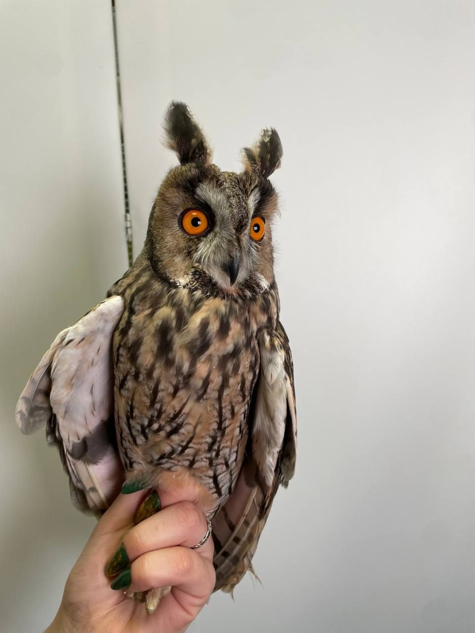 Вухата сова, ручні совенята, вушаста сова, ручна велика сова
