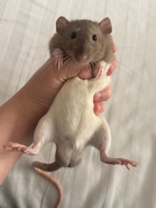 Щур