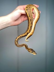 Королевский питон региус, разные морфы, спокойные ручные змеи,