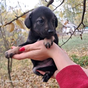 Цуценя дворняжки