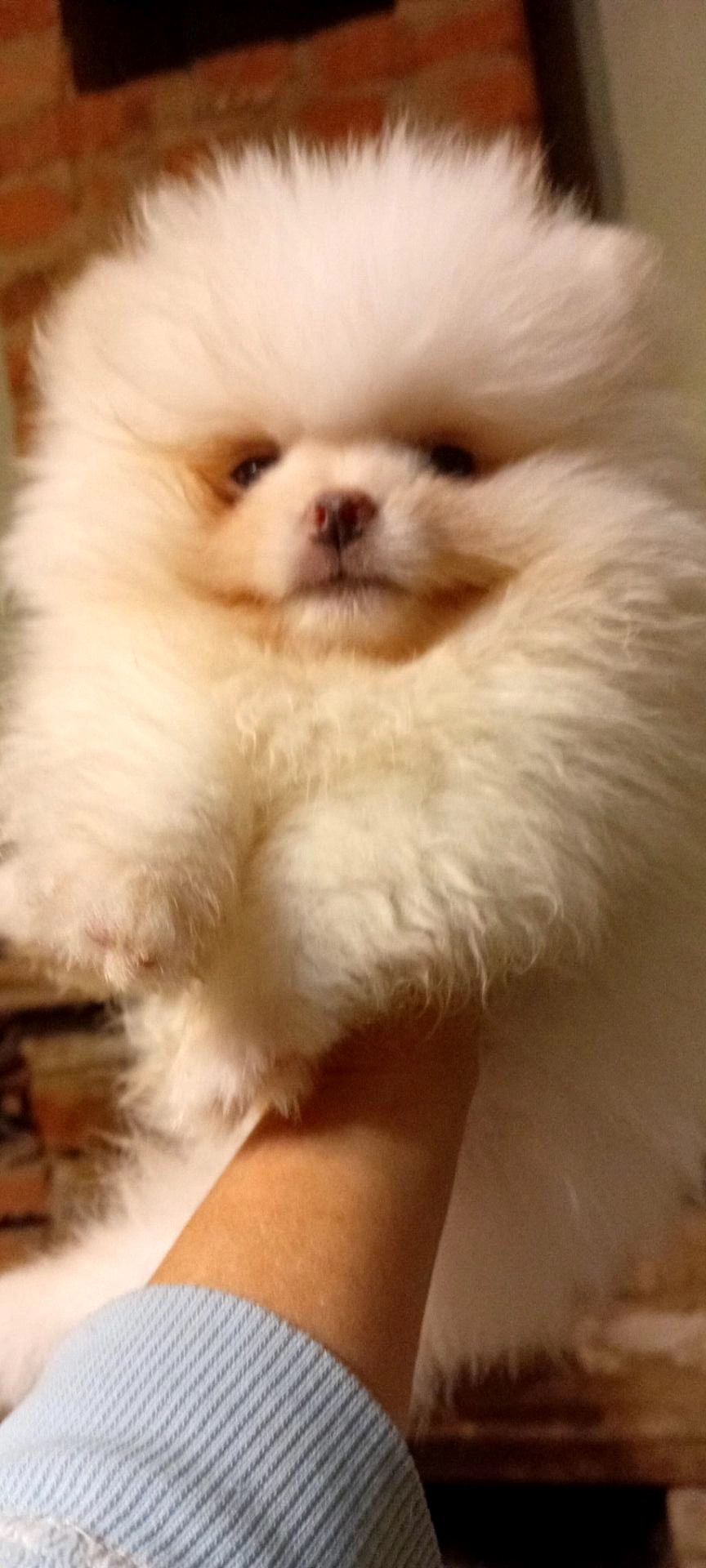 Померашки КСУ мини белого окраса