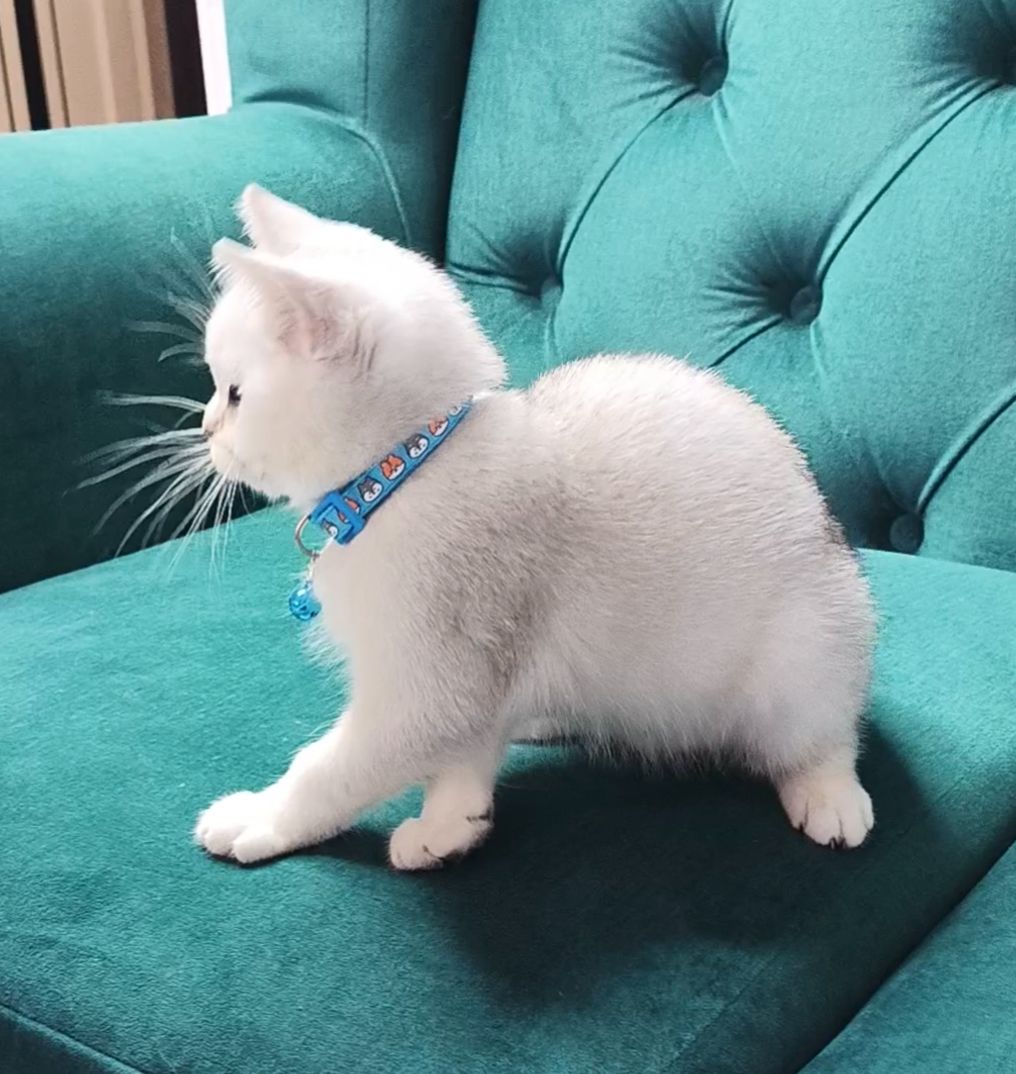 Кошеня шотландське срібна шиншила