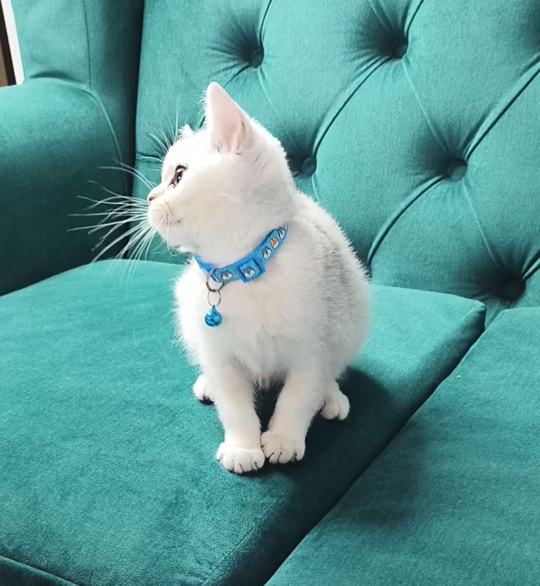 Кошеня шотландське срібна шиншила