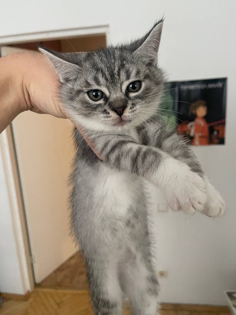 Кошенята в добрі руки