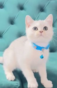 Кошеня шотландське срібна шиншила