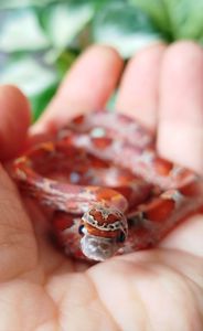 Маисовый полоз