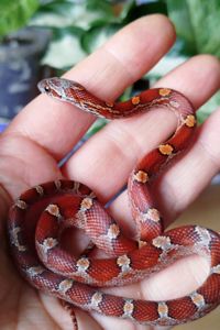 Маисовый полоз
