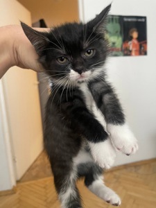 Кошенята в добрі руки