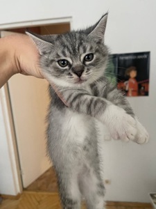 Кошенята в добрі руки